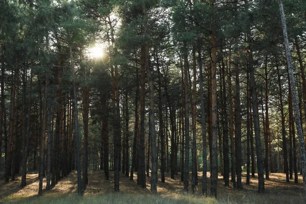 El sol se asoma por los pinos. Hermoso bosque de pino — Foto de Stock