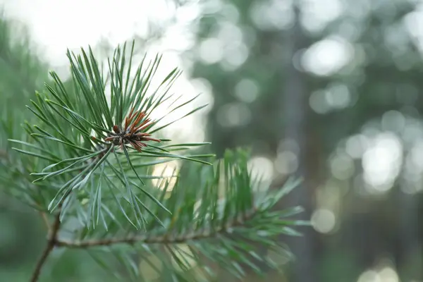 Pine needles on tree branch, close up and space for text — Stock Photo, Image