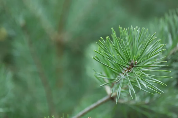 Agujas de pino en rama de árbol, cerca y espacio para texto —  Fotos de Stock