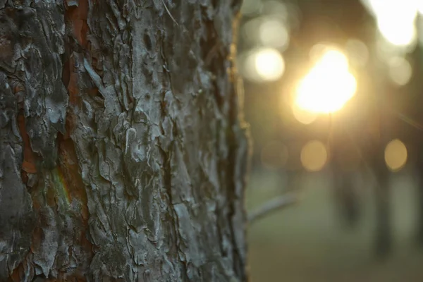 Tronco de pino, cerca. Puesta de sol en hermoso bosque, espacio para el texto — Foto de Stock