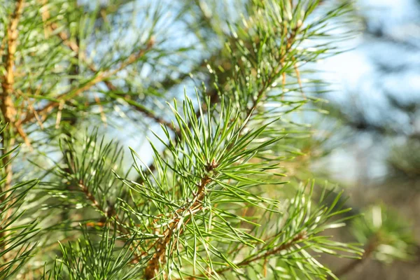 Pine needles on tree branch, close up and space for text — Stock Photo, Image