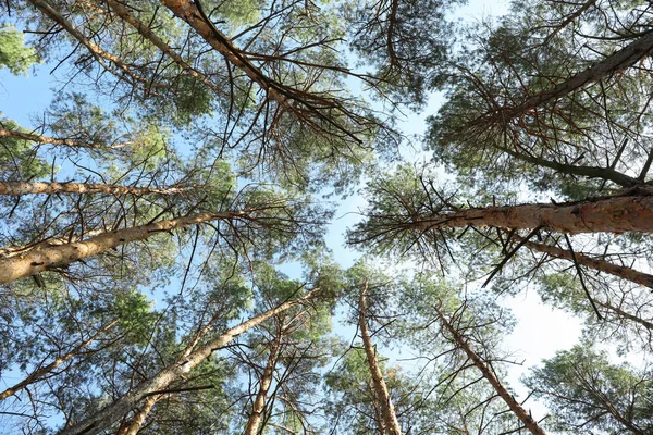 Parte superior de los pinos contra el cielo azul. Ocio activo — Foto de Stock