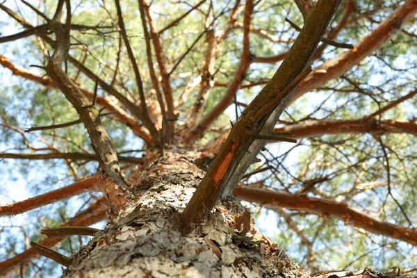 Pinheiro com ramos secos, close up e espaço para texto — Fotografia de Stock