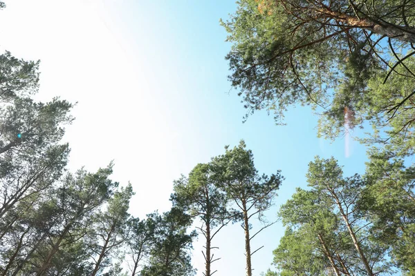 Parte superior de los pinos contra el cielo azul. Ocio activo — Foto de Stock
