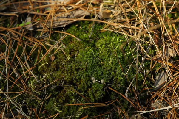 Green moss texture, close up and space for text — Stock Photo, Image