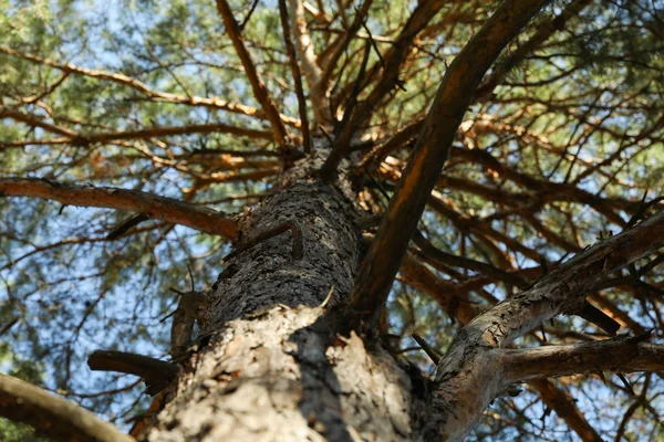 Kiefer mit getrockneten Zweigen, Nahaufnahme und Platz für Text — Stockfoto