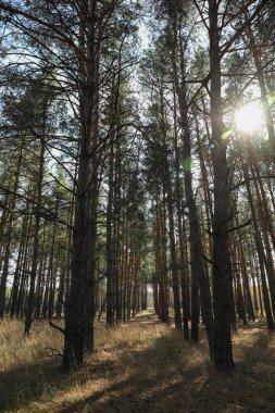 Otlu çam ormanı. Güzel güneşli bir gün