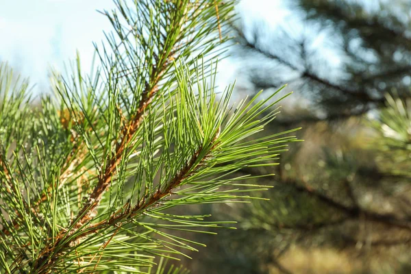 Pine needles on tree branch, close up and space for text — Stock Photo, Image