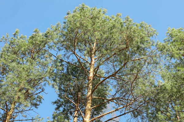 Parte superior de los pinos contra el cielo azul. Ocio activo — Foto de Stock