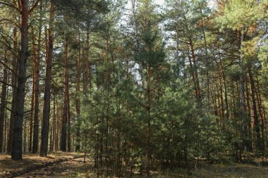 Ormanda uzun ve küçük çam ağaçları. Güzel güneşli bir gün
