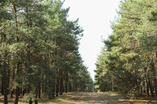 Sand road in pine forest. Beautiful sunny day — Stock Photo, Image