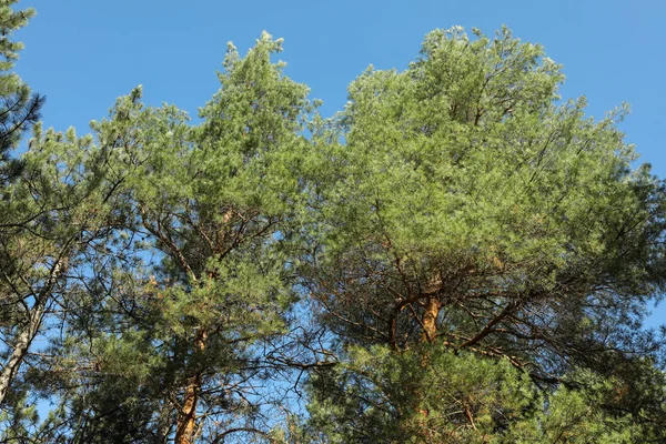 Boven op dennenbomen tegen de blauwe lucht. Actieve recreatie — Stockfoto