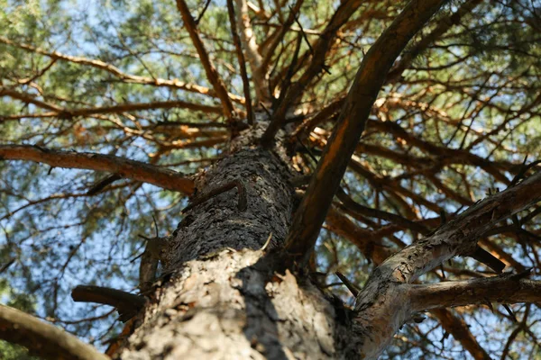 Πεύκο με αποξηραμένα κλαδιά, κοντά και χώρος για κείμενο — Φωτογραφία Αρχείου