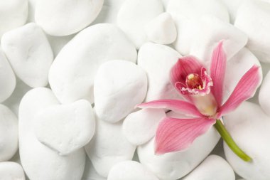 Güzel orkide ve spa taşları. Zen kavramı