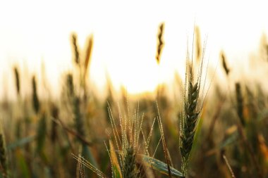 Çiyli arpa tarlası. Güzel bir yaz sabahı. Yaz doğası