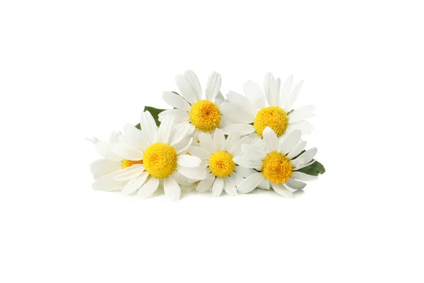 Piękne Rumianki Izolowane Białym Tle Kwiaty — Zdjęcie stockowe
