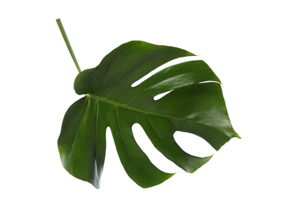 Zielony Liść Palmowy Izolowany Białym Tle — Zdjęcie stockowe