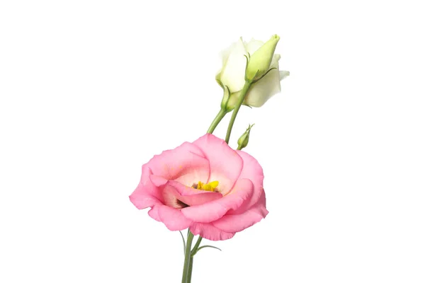 Όμορφα Λουλούδια Του Ευστώματος Απομονώνονται Λευκό Φόντο — Φωτογραφία Αρχείου