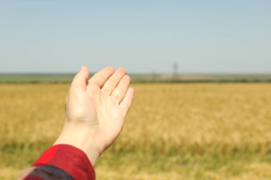 Arpa tarlasında kadın eli. Tarım sektörü