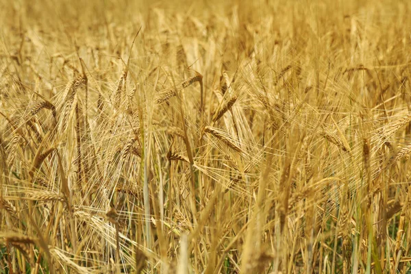 Gerstenfeld Landwirtschaft Und Landwirtschaft Erste Sommerernte — Stockfoto