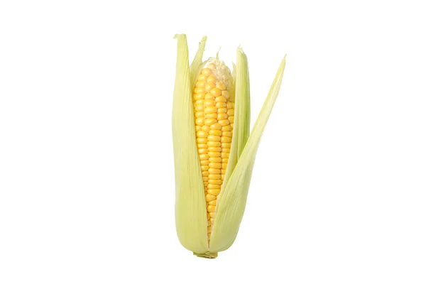 Fresh Raw Corn Isolated White Background — Stock Photo, Image