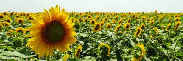 Field Beautiful Sunflowers Sky Summer Nature — Stock Photo, Image