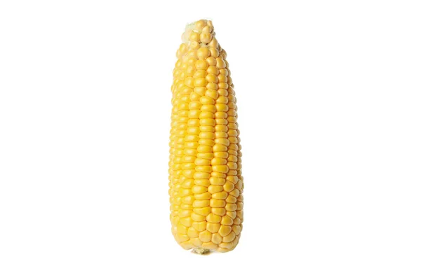 Fresh Raw Corn Isolated White Background — Stock Photo, Image