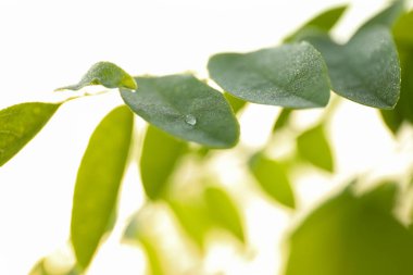 Çiğ ekin, yakın. Güzel yaz sabahı