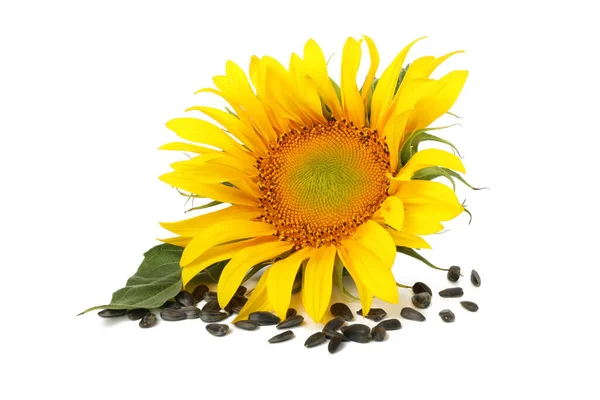 Sonnenblume Und Samen Isoliert Auf Weißem Hintergrund — Stockfoto