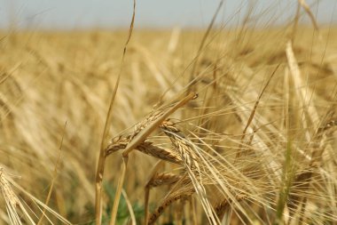 Arpa tarlası. Tarım ve tarım. İlk yaz hasadı