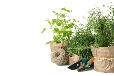 Beyaz arkaplanda izole edilmiş farklı otlardan oluşan bir grup