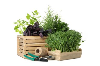 Beyaz arka planda farklı otlar bulunan ahşap kutu.