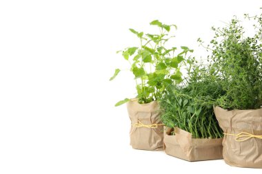 Beyaz arkaplanda izole edilmiş farklı otlardan oluşan bir grup