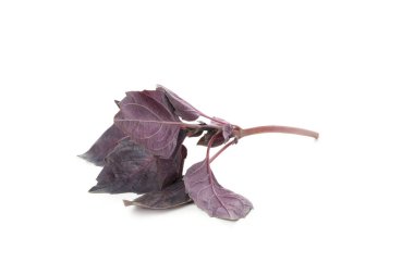 Beyaz arkaplanda izole edilmiş taze mor fesleğen