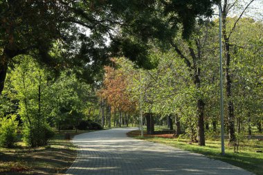 Güneşli bir sabahta güzel bir şehir parkı.