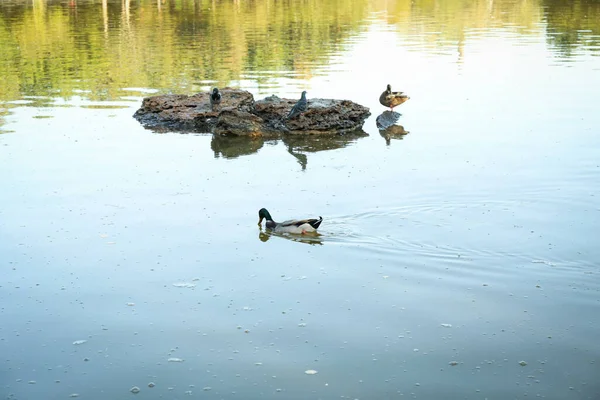 Enten Und Tauben Sitzen Auf Stein See — Stockfoto