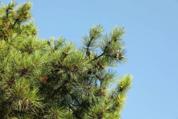 Prachtige Dennenboom Tegen Heldere Blauwe Lucht — Stockfoto