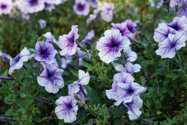 Цветы Фиолетовой Ионы Открытым Небом Парке — стоковое фото