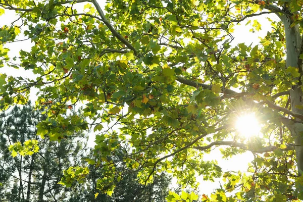 Árbol Arce Contra Cielo Azul Mañana Soleada — Foto de Stock