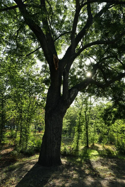 Hermoso Parque Ciudad Mañana Soleada Brillante — Foto de Stock