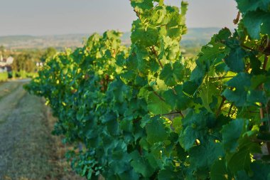 summersun yeşil bağ