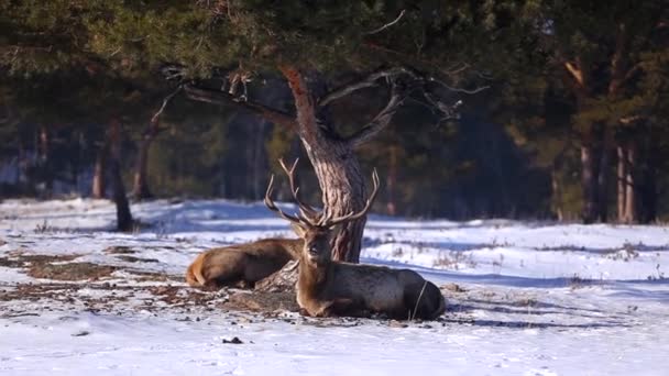 Cervos Cazaques Maral Uma Reserva Natural Contra Pano Fundo Floresta — Vídeo de Stock