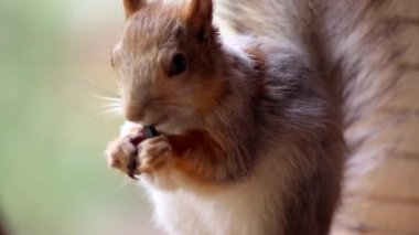 Güzel sincap closeup ayçiçeği tohumu yiyor