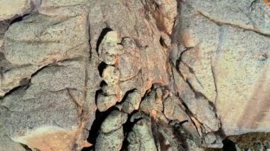 dağ taş duvar boyunca güzel yayılma