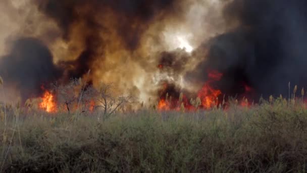 Foc Mare Zona Stepă Arderea Iarba Fum Negru — Videoclip de stoc