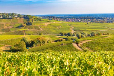 Burgundy, Fransa'daki üzüm bağlarının güzel manzarası