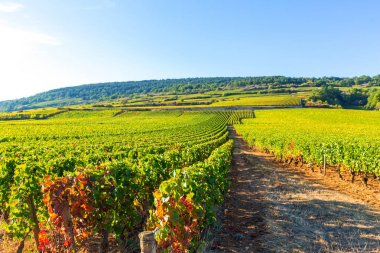 Burgundy, Fransa'daki üzüm bağlarının güzel manzarası
