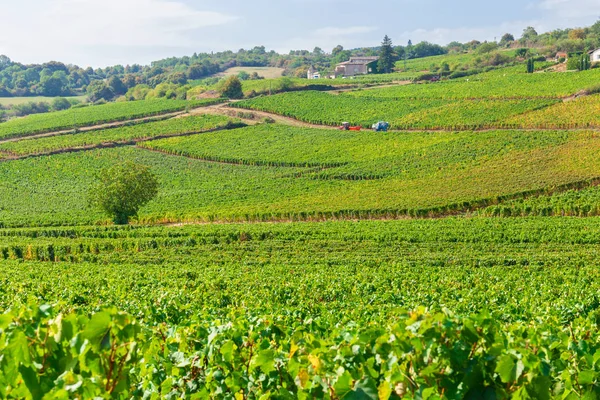 Bela vista das vinhas na Borgonha, França — Fotografia de Stock
