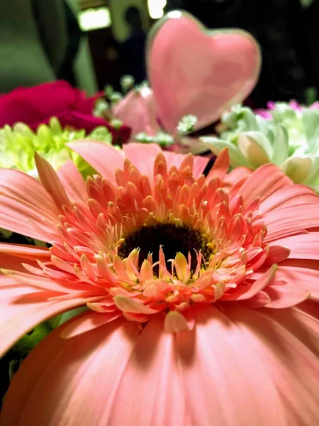 African daisy flower with a small heart on it.BARBERTON DAISY