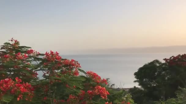 Coucher Soleil Sur Mer Morte Avec Des Fleurs Dans Côté — Video